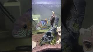 Обед у Анциструсов aquarium fish акара andinoacara [upl. by Sigvard60]