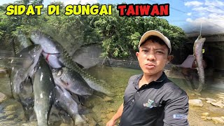 mencari Ikan sidat di sungai taiwan [upl. by Zoarah]