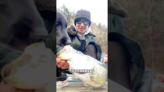 VLOG Lure fishing for Culter alburnus in the hometown pondfishing lure Culteralburnus [upl. by Akinwahs]