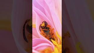 Wasp beewolf bath on flower flowers nature garden tree insects happiness growworkhard [upl. by Ttenyl]