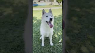 My dog gets Catfished funny huskydog husky funnyshorts funnyvideo dog dogshorts doglover [upl. by Loydie]