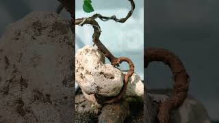 BONSAI ULMUS NEMPEL DI BATU bonsaitree [upl. by Ticknor365]