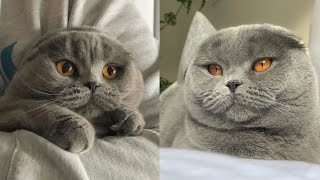 😍🐱 Gray Scottish Fold Kitten 🐾💖 [upl. by Cherin]