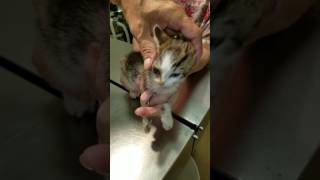 Double decker cuterebra removal on Lori the kitten [upl. by Chrissa]