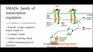Smad Pathway [upl. by Farwell]