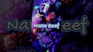 I Built a Thriving LPS Coral Reef Tank in Just 30 Days  20 Gallon Nano Cube Success [upl. by Jovia786]