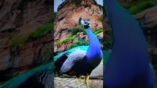 Peacocks sound 😍😍😍 shortvideo birds youtubeshorts peacock viralshorts [upl. by Ahsienom]