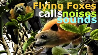 Flying Foxes Colony Shrieking Calls Noises Sounds  Wildlife  Australia [upl. by Oht460]