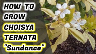 How To Grow Choisya Ternata Sundance Mexican Orange Blossom [upl. by Annayi]