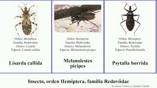 Insecto orden Hemiptera familia Reduviidae featuring elegans pectoralis cristatus ventralis Mini [upl. by Blim]