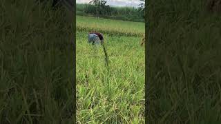 rice ricefield farmer riceharvesting philippines lovefarming [upl. by Akeber799]