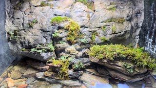 Moss amp Liverwort Biotope [upl. by Allianora891]