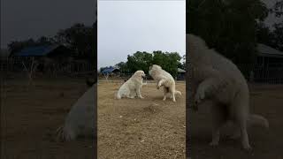 Great Pyrenees vs Maremmano Sheepdog doglover fight [upl. by Kreg]