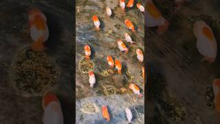 Why Are Koi Fish Swimming in Japans Street Gutters The Surprising Truth😲🤯🤯shorts [upl. by Noirret697]