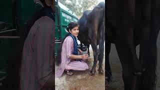 cow 🐄 milking by two hand🖐 Indian village beautiful girl 👧 cow animals cowmilking❤️ viral [upl. by Snider]