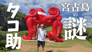 【宮古島vlog】来間島にいる、僕の友達を紹介しよう。【宮古島観光】 [upl. by Loferski]