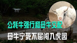 公牦牛發瘋強行糟蹋母牛！母牛不同意竟被趕到虎口，它能成功逃脫嗎？ [upl. by Liggett]