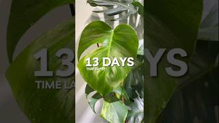 Monstera Aurea watch the variegation come in houseplants planttimelapse [upl. by Appel81]