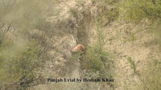 Urial hunting in Pakistan [upl. by Ailak]