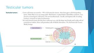 Testicular tumors [upl. by Ladew726]