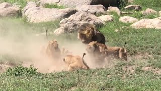 The Apex Predators Fighting To Feed Their 21 Lion Family  Pride In Battle  Full Documentary [upl. by Ahtibat]