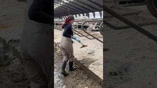 Farm Girl’s Hard Work 🐄✨ Cleaning the Cowshed to Keep Cows Happy [upl. by Nonaihr]