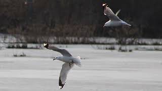 RING BILLED GULL [upl. by Baillieu]