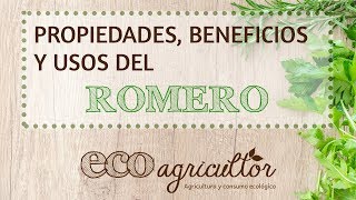 Propiedades beneficios y usos del ROMERO  ECOagricultor [upl. by Euqinad]