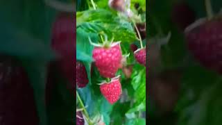 Picking Raspberry Is Fun 😋😋 Raspberry Fruit  Belgium amazing fruit raspberry foodlover [upl. by Ileray]