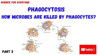 PHAGOCYTOSIS  Intracellular Digestion  PART 2 [upl. by Assyram]