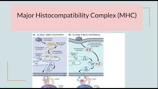 Major Histocompatibility Complex MHC HLA complex [upl. by Calypso]