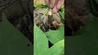 Plant grafting and tree care techniques 2817 [upl. by Parthenia]