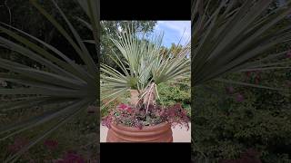 Brahea armata in Albuquerque Botanic Gardens Mexican blue palm palms garden palmtrees [upl. by Eyahs]