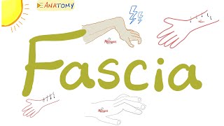 Fascia  Anatomy Terms  Anatomy Playlist [upl. by Shifrah]