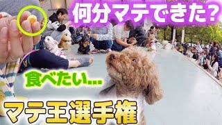 わんわんカーニバルのマテ王選手権でアロマめっちゃがんばった♪アロマampピノと犬のイベント♪ [upl. by Ogeid334]