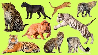 Learn names Greatest Big Cats in English  Learn Sounds of Greatest Big Cats for Kids [upl. by Estrellita]