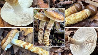 Zweifarbiger Schneckling Verwechslung  Olivbraungestiefelter Schneckling Hygrophorus persoonii [upl. by Fuhrman495]