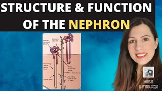 ALevel Biology Structure of the NEPHRON Ultrafiltration and selective reabsorption in the kidney [upl. by Norda813]