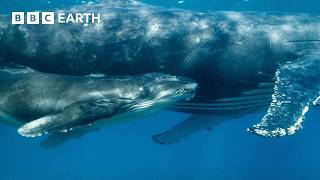 Orca Kidnaps Baby Humpback Whale  4K UHD  Mammals  BBC Earth [upl. by Innor]