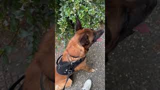 Même avec un individu virulent Red garde sont calme 🧘🏽‍♂️🐕 malinois redog chien [upl. by Saiasi71]