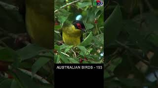 193 Australasian Figbird shorts [upl. by Faustina]