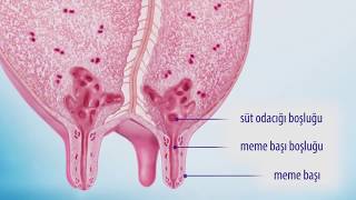 İneklerde Mastitis Hastalığından Korunma  Royal İlaç [upl. by Runkle]