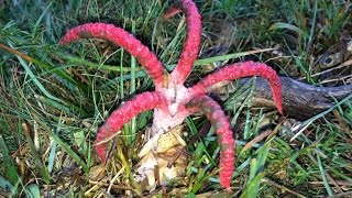 Clathrus archeri Devils Fingers  Octopus Stinkhorn fungi erupting from their eggs time lapse [upl. by Gayl85]