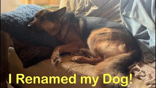 My Rescue Dog Prefers his Birth Name [upl. by Airegin418]