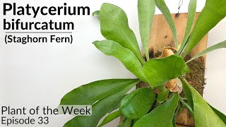 How To Care For Staghorn Ferns Platycerium bifrucatum  Plant Of The Week Ep 33 [upl. by Nessej]