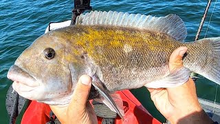 Tasty Bottom Fish Catch amp Cook Tautog amp Seabass  more [upl. by Lozano]