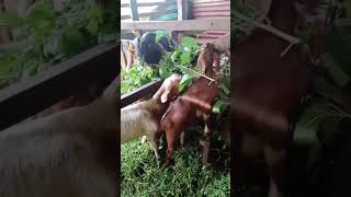 SEPTEMBER 30 2024 GOAT FEEDING [upl. by Niwled]