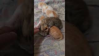 Kittens Sleeping cat kittens meow catvideos shorts [upl. by Raff]