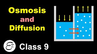 Plasma Membrane Structure And Functions  Fluid Mosaic Model  Class 11 Biology [upl. by Blisse942]