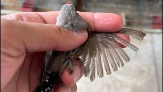 Eumo zebra finch bird the recessive genes finch birds breeding [upl. by Anat]